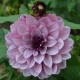 DAHLIA 'CRÈME DE CASSIS' 1-pack