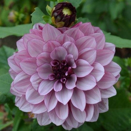 DAHLIA 'CRÈME DE CASSIS' 1-pack