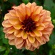 DAHLIA 'CRÈME DE COGNAC' 1-pack