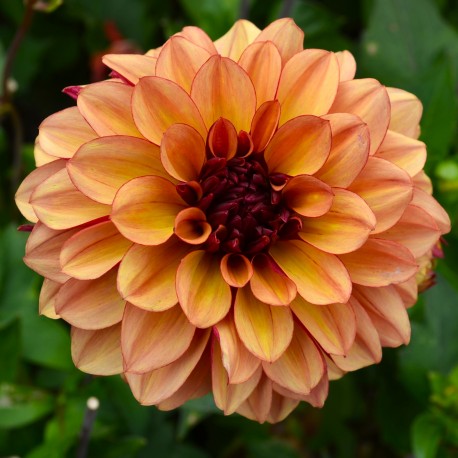 DAHLIA 'CRÈME DE COGNAC' 1-pack