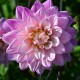 DAHLIA 'KARMA PROSPERO' 1-pack