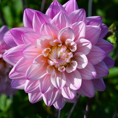 DAHLIA 'KARMA PROSPERO' 1-pack