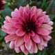 DAHLIA 'NIGHT SILENCE' 1-pack