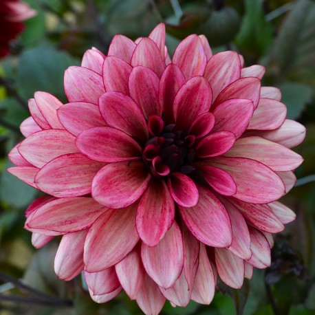 DAHLIA 'NIGHT SILENCE' 1-pack