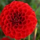 DAHLIA 'NESCIO' 1-pack