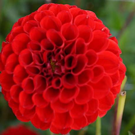 DAHLIA 'NESCIO' 1-pack