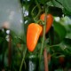 Paprika Snackpaprika 'Hamik' frö 1-pack
