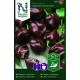 Havannapeppar 'Habanero Cocolate' frö 1-pack