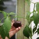 Havannapeppar 'Habanero Cocolate' frö 1-pack