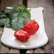 Havannapeppar 'Naga Morich' frö 1-pack