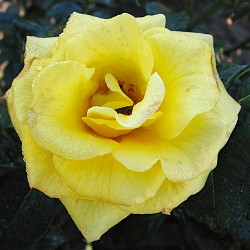 LICHTKÖNIGIN LUCIA ros