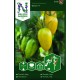 Körsbärstomat 'Bliss' F1 frö 1-pack