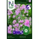 Luktärt 'Winter Sunshine Pink' frö (Lev. fr 23/2)