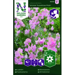 Luktärt 'Winter Sunshine Pink' frö (Lev. fr 23/2)
