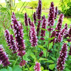 ANISISOP ‘BEELICIOUS PINK’