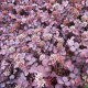 TAGGPIMPINELL 'Purpurea'