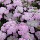 RÖLLEKA ’APFELBLÜTE’