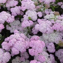 RÖLLEKA ’APFELBLÜTE’