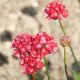 BREDBLADIG TRIFT 'BALLERINA RED'