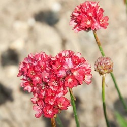 BREDBLADIG TRIFT 'BALLERINA RED'