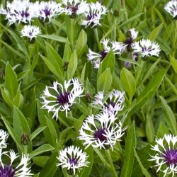 BERGKLINT 'AMETHYST IN SNOW'