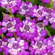 VINTERIBERIS ‘ABSOLUTELY AMETHYST’