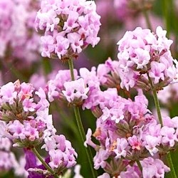 LAVENDEL 'HIDCOTE PINK'