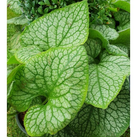BRUNNERA 'JACK OF DIAMONDS'