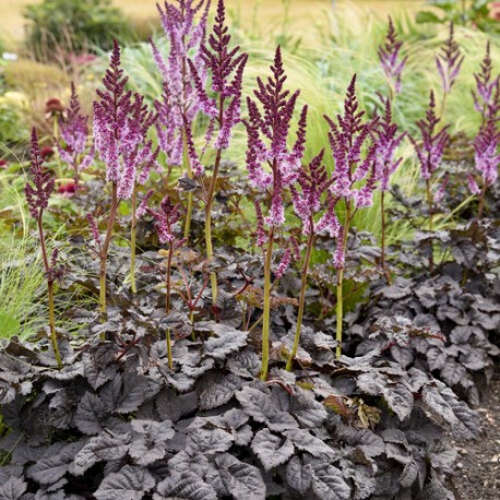 ASTILBE ‘DARK SIDE OF THE MOON’
