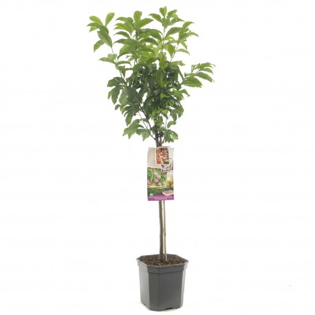 APRIKOS-PLOMMON 'PLUOT' Dapple Dandy