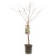 APRIKOS-PLOMMON 'PLUOT' Dapple Dandy