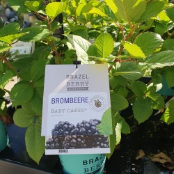 BJÖRNBÄR Brazelberry® 'BABY CAKES'®