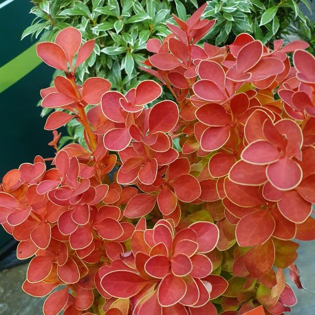BERBERIS ORANGE ICE® buske
