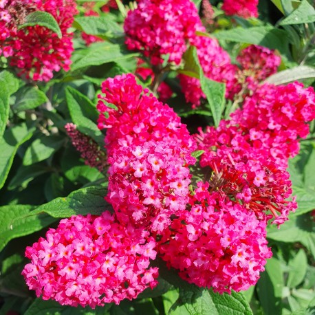 FJÄRILSBUSKE LITTLE RUBY Butterfly Candy®