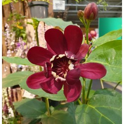 KRYDDBUSKE ’APHRODITE’