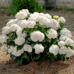 HORTENSIA DREAMCLOUD® buske