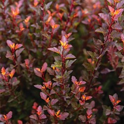 SMÄLLSPIREA SPICY DEVIL buske