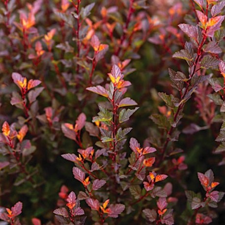 SMÄLLSPIREA SPICY DEVIL buske