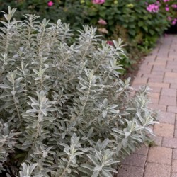 SALVIAVIDE ICEBERG ALLEY buske