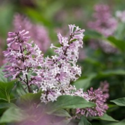 SYREN LITTLE LADY buske