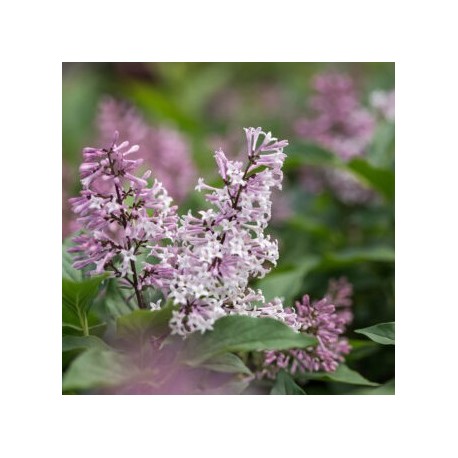 SYREN LITTLE LADY buske