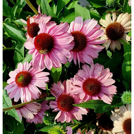 SOLHATT 'SUNSEEKERS BLUSH’