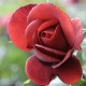 TERRACOTTA ros 3 L