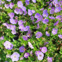 TRÄDGÅRDSNÄVA 'ROZANNE'