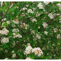 ARONIA 'Elata' häck (krukodlad) 1-pack