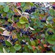ARONIA 'Elata' häck (krukodlad) 1-pack