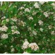 ARONIA 'Elata' häck 100-pack (Storpack)