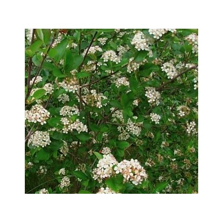 ARONIA häck 100 pack