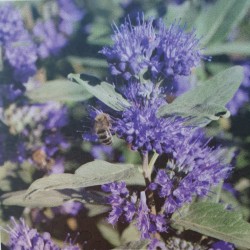 SKÄGGBUSKE 'GRAND BLEU' buske