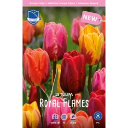 PAPEGOJTULPAN MIX ’ROYAL FLAMES’